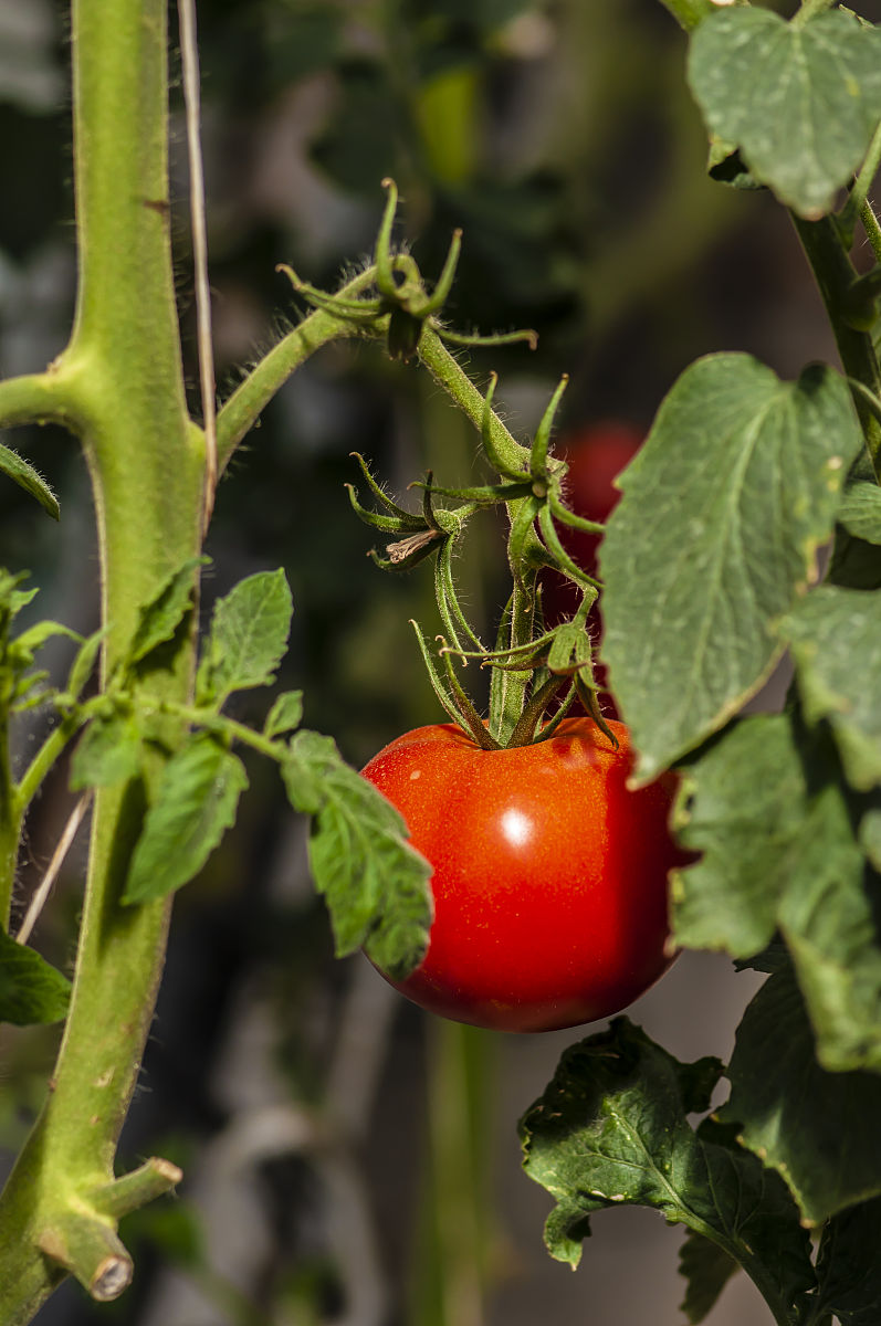 domesticated tomato翻译