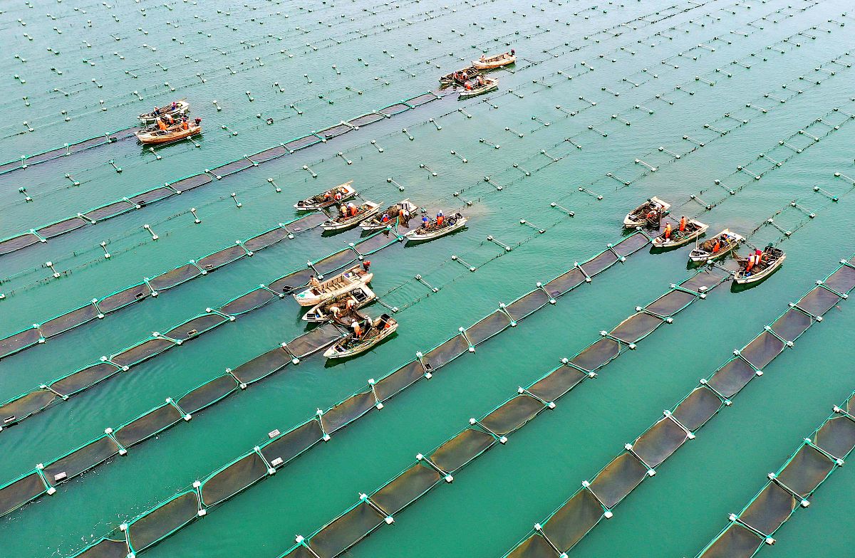 养殖区海参分布的随机性分析