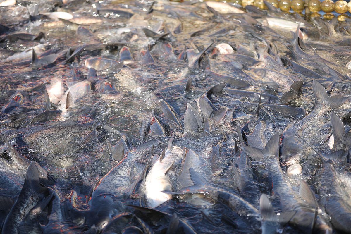 95 years later however things became distinctly opposite with countless fishing boats occupying the entire ocean and only one fish remaining on the seafloor waiting to be hunted any time soon用中文分析一下这句