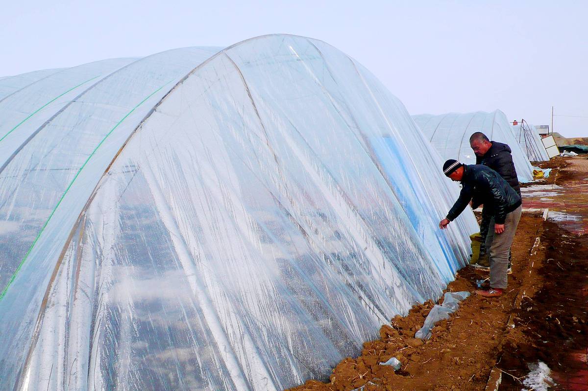 长江中下游地区地膜使用现状及环保问题