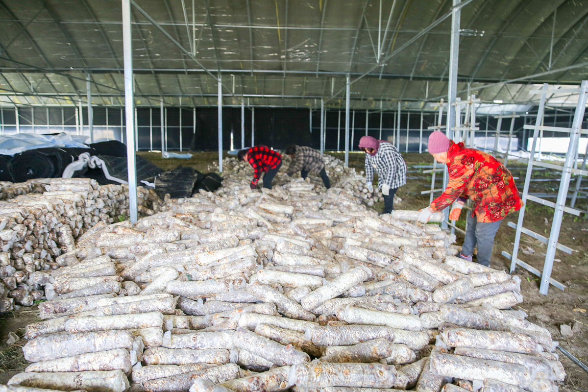 积极走访对接食用菌种植重点乡镇、村集体与其达成合作协议建立长期稳定的合作关系。通过政企合作菌业公司可以得到相关政府部门支持与指导包括政策支持、技术指导、市场开拓等方面。1菌业公司与相关部门研究讨论共同制定种植计划和发展规划。相关部门可以提供土地资源、技术支持和资金扶持等方面的支持帮助菌业公司在乡、镇、村、屯统一规划种植确保种植的稳定性和可靠性。2公司与乡镇合作共同开展种植食用菌菌包项目。菌业公司可