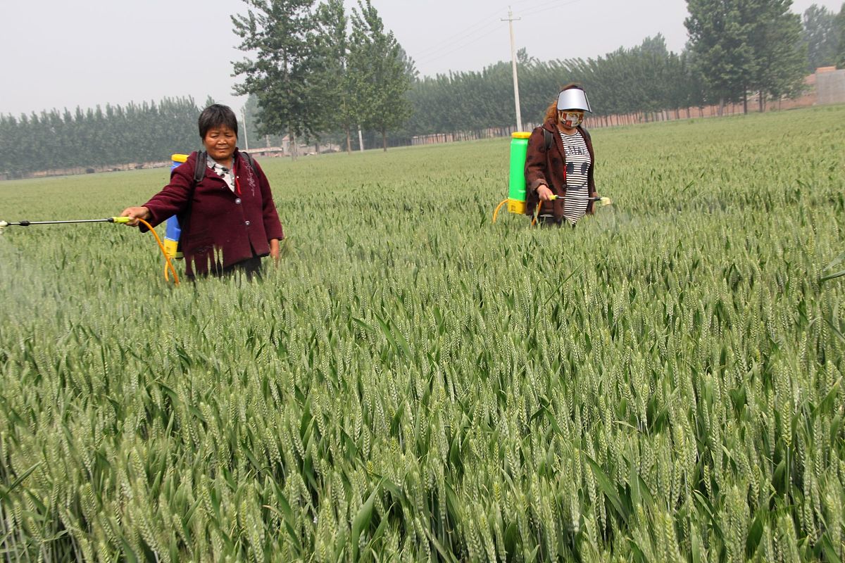 小麦扬花期喷施什么药合适