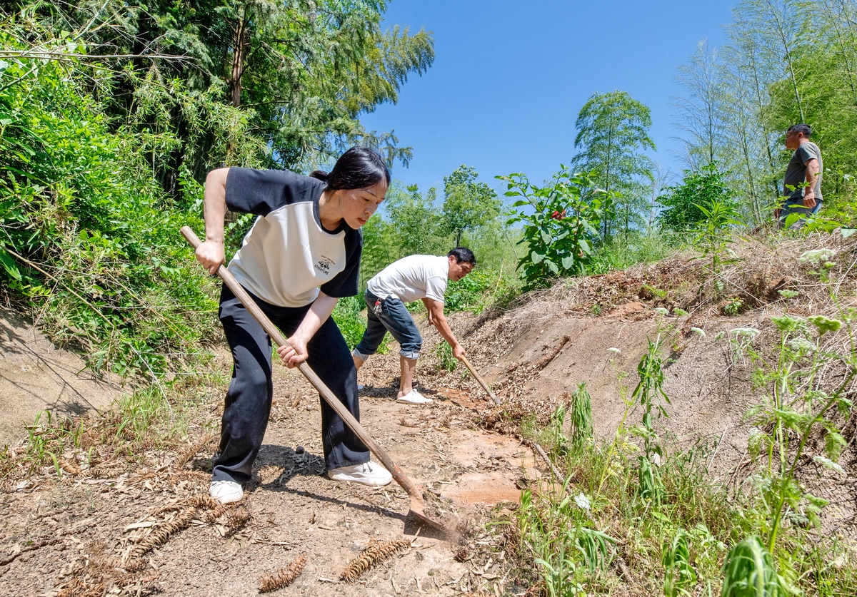 大学生暑期劳动感悟：在农村耕地里收获成长