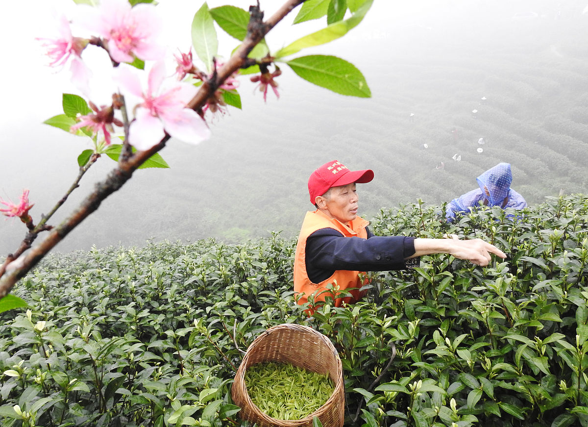 华莱安化千两茶与白茶功效对比：哪种茶更适合你？