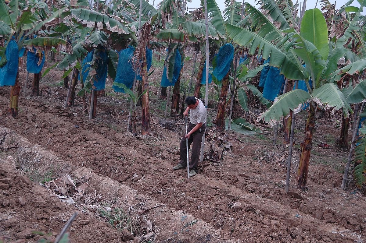 波罗蜜的种植现状、播种、田间管理及收获情况