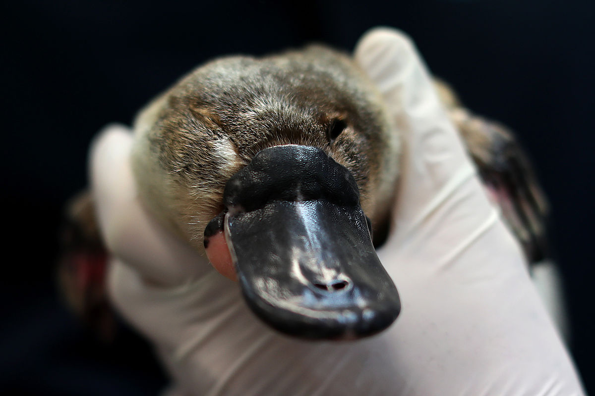 鸭嘴兽的5个神奇之处：探索澳大利亚的奇特生物