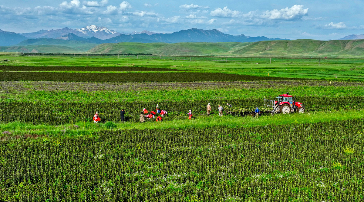 草原补播：经济效益显著，助力生态与经济双赢