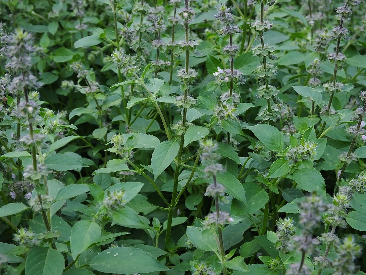 丽江市古城区职业高级中学中草药种植专业怎么样