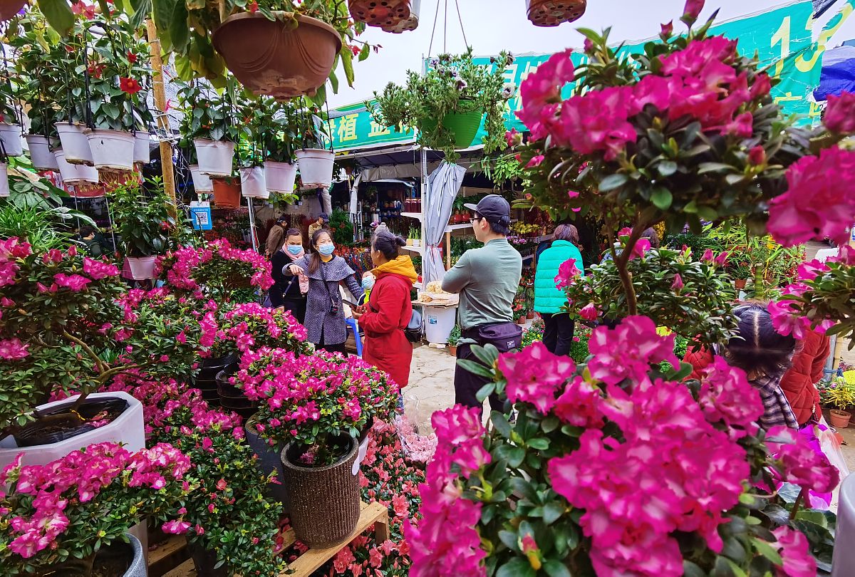 南宁花卉市场：购买鲜花、绿植的最佳去处