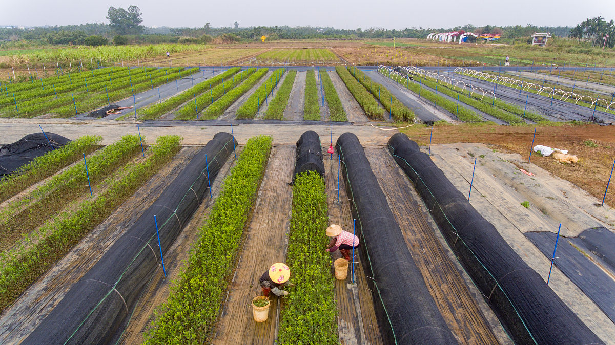 忻城职业技术学校现代农艺技术专业前景怎么样？就业方向有哪些？