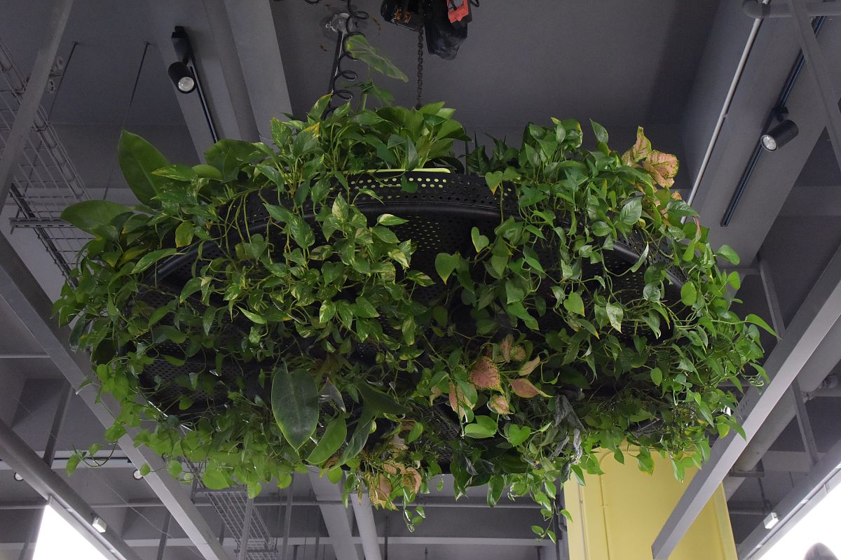 写公司的绿植公司有很多绿植很漂亮可以赞美企业精神稀疏得幸福树来我们办公室后涨的非常好从植物身上对我们财务工作积极地启发这些绿植对我们的影响公司环境打造绿色企业上升到工作中。要求800字文章