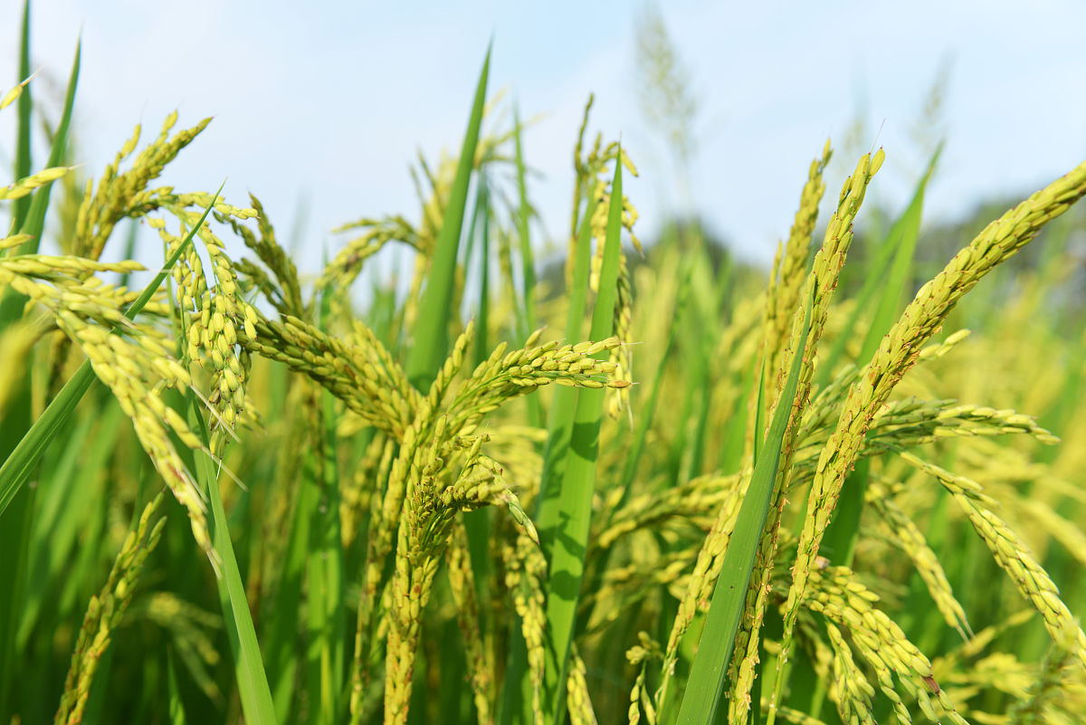 六安市金安职业学校2021年招生简章