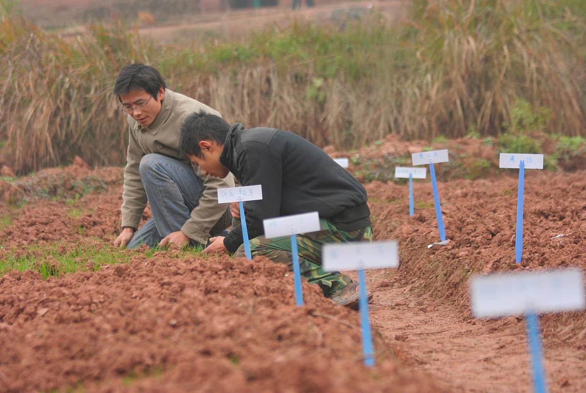 社会实践农田除草过程