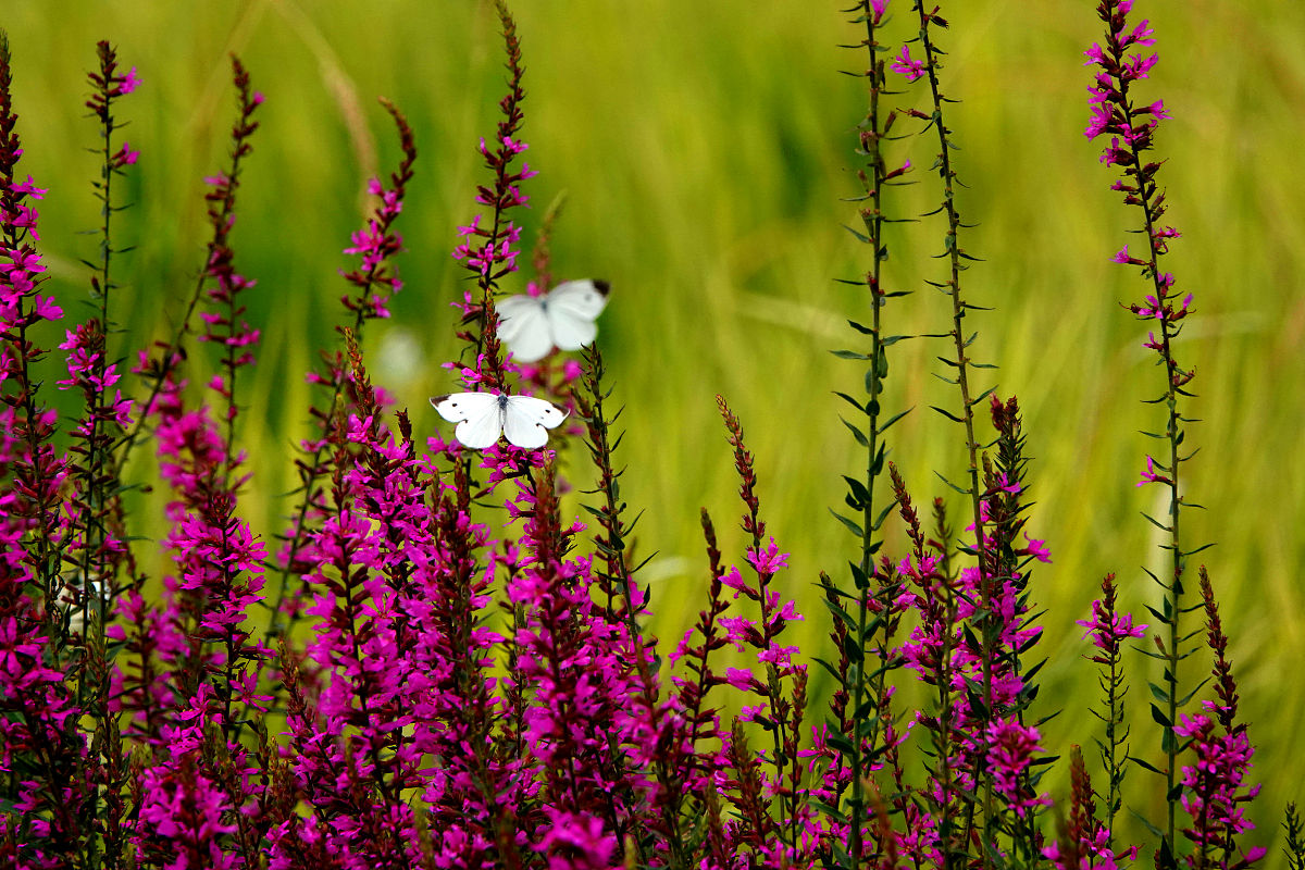 山野寻春：感受大自然的活力