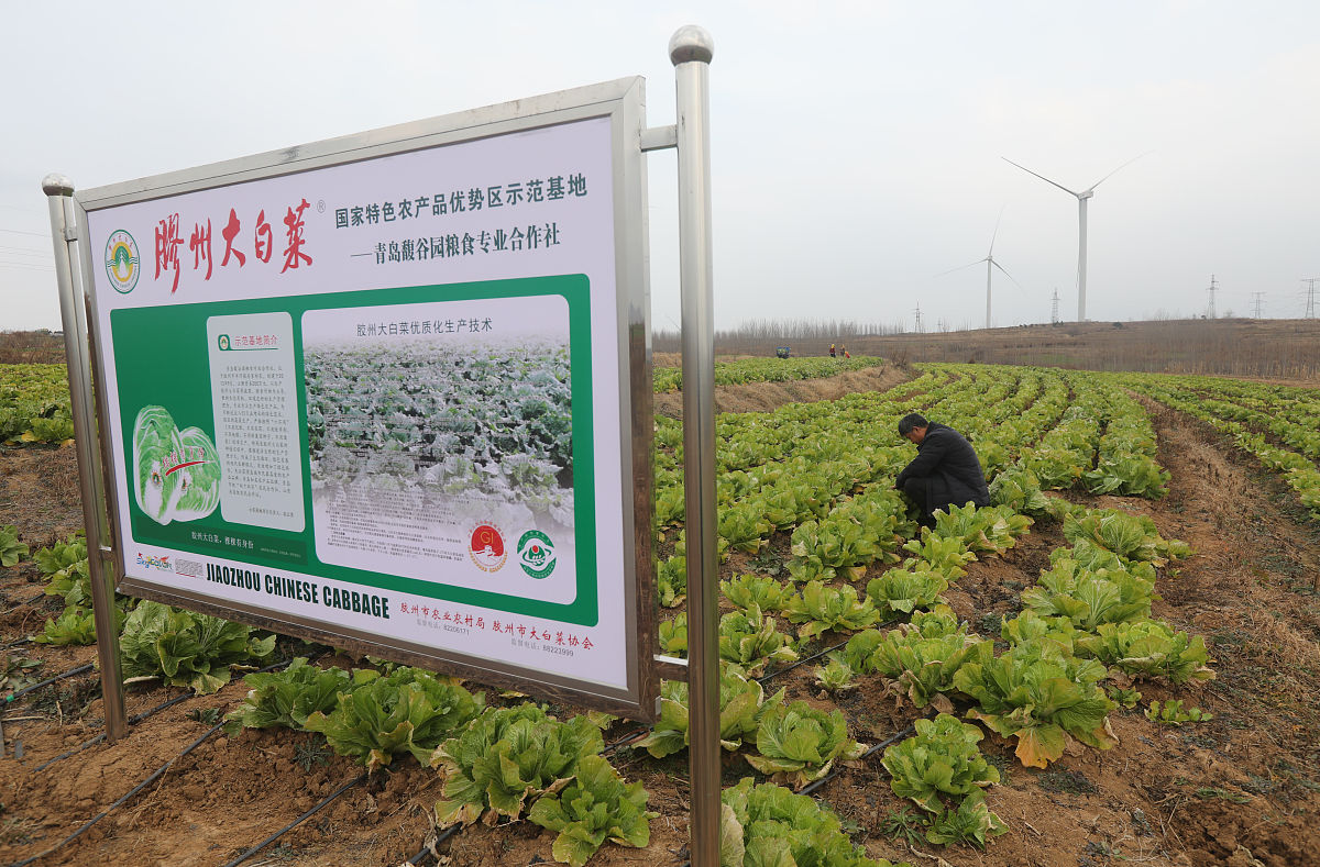 2021年12月2日,青岛胶州福山里社区房家村,大白菜上市.菜地旁边挂上了