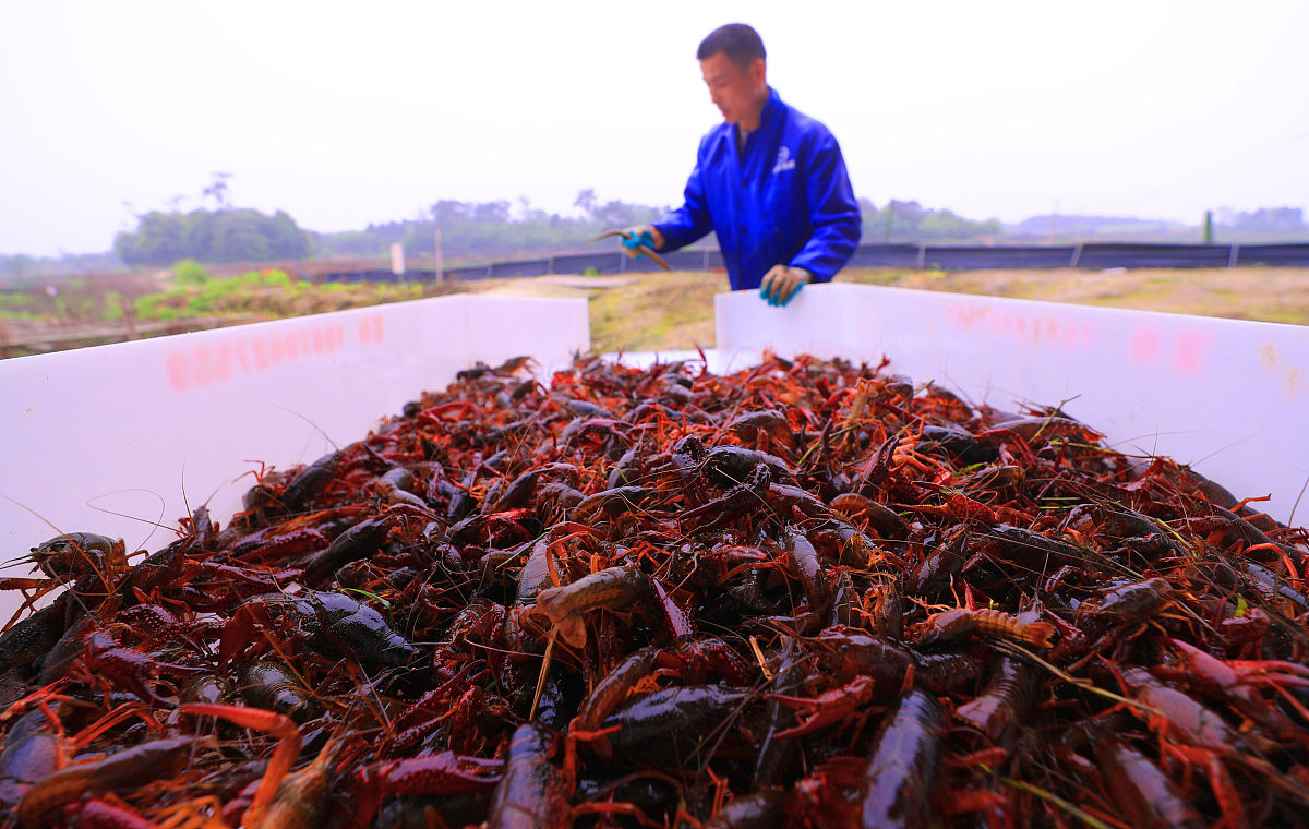 海底捞乡村振兴：助力农业焕发新活力，共创美好未来！