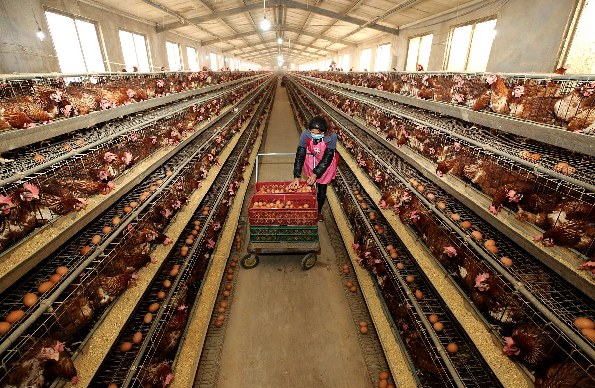 阐述DY肉鸡公司全产业链发展优化保障措施是应当促进DY肉鸡公司各部门的沟通与协作优化1000字