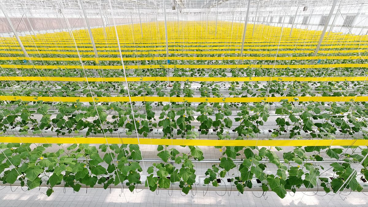 田园综合体建设案例分析：深入研究与经验分享