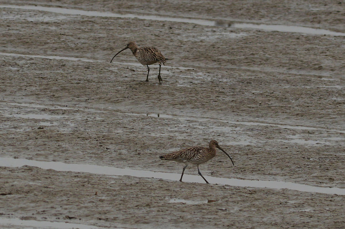 中国濒临的海洋从北到南依次是哪些？