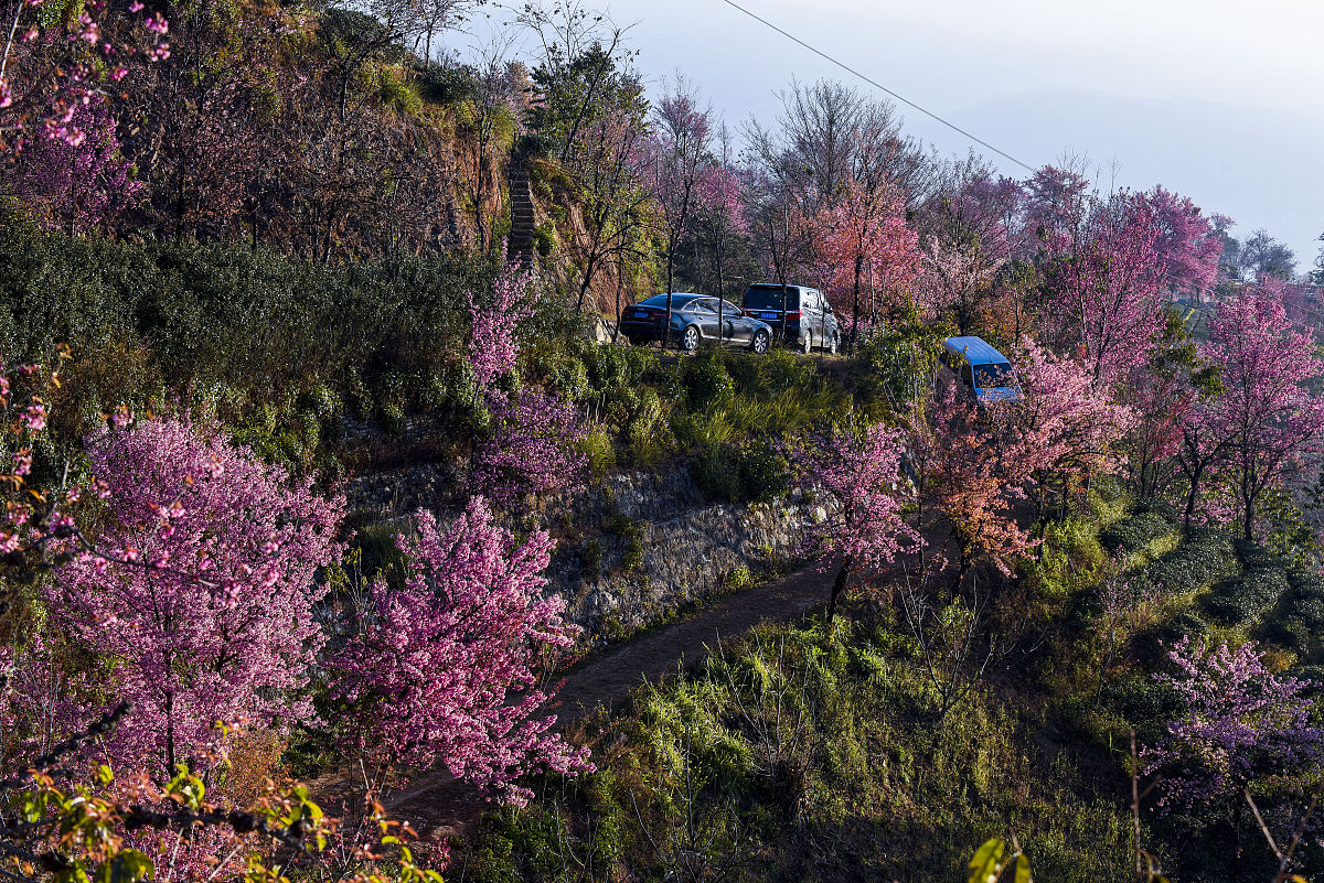 踅孜镇有看桃花的地方没回答加拓展。