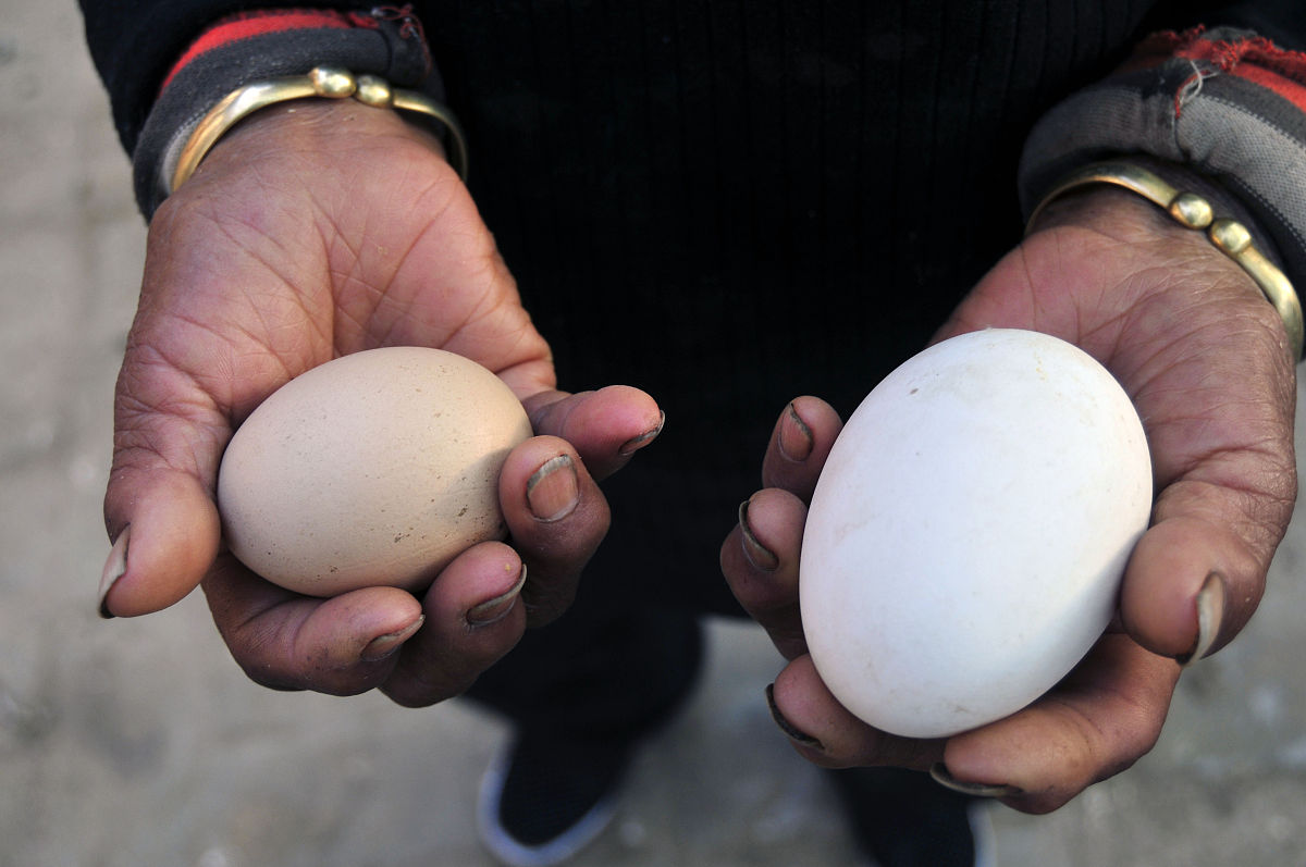 公鸡蛋蛋能吃吗，