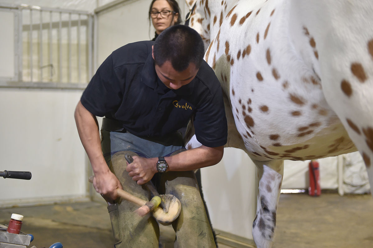 2018年2月7日,加拿大舞台秀《cavalia·舞马》在南京揭开神秘面纱,来