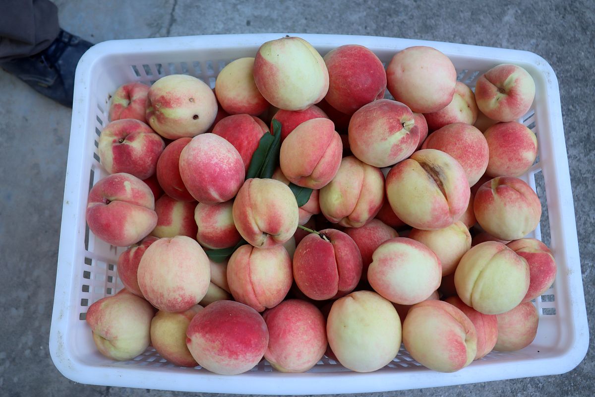 一个桃子重120什么单位，