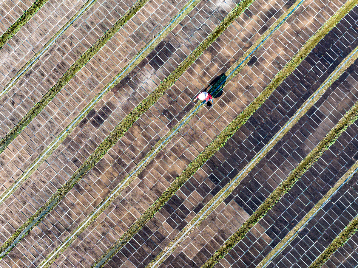 写几个茶农给茶园防晒的标题