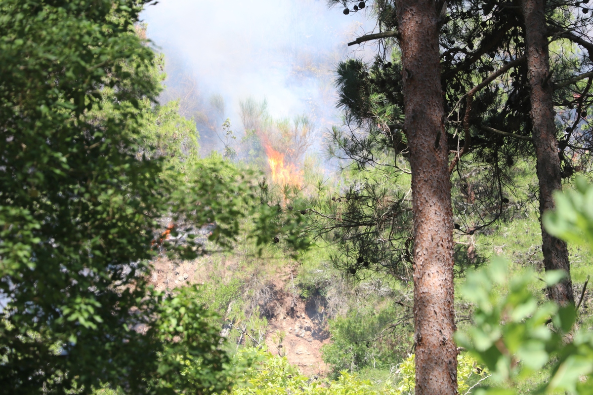 气候变化下寒温带森林树冠火灾风险研究