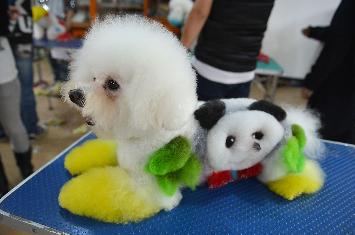 写10条关于萌宠的中文标题