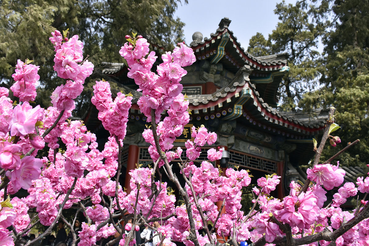 北京三月中下旬去哪里赏花？