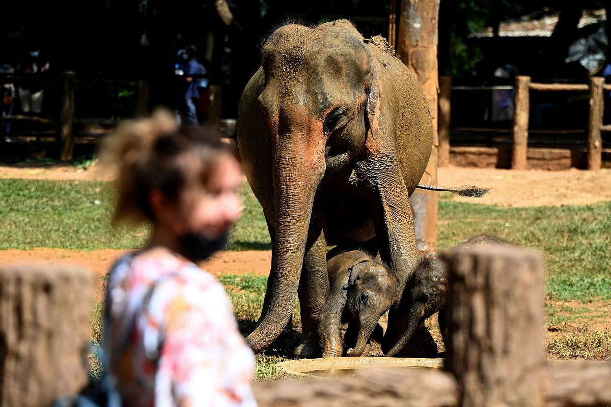 10种动物耳朵的比喻句，形象生动！