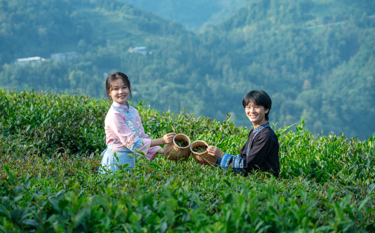 紫阳职业教育中心茶叶茶艺与乡村旅游专业：开启茶艺与乡村旅游的精彩之旅