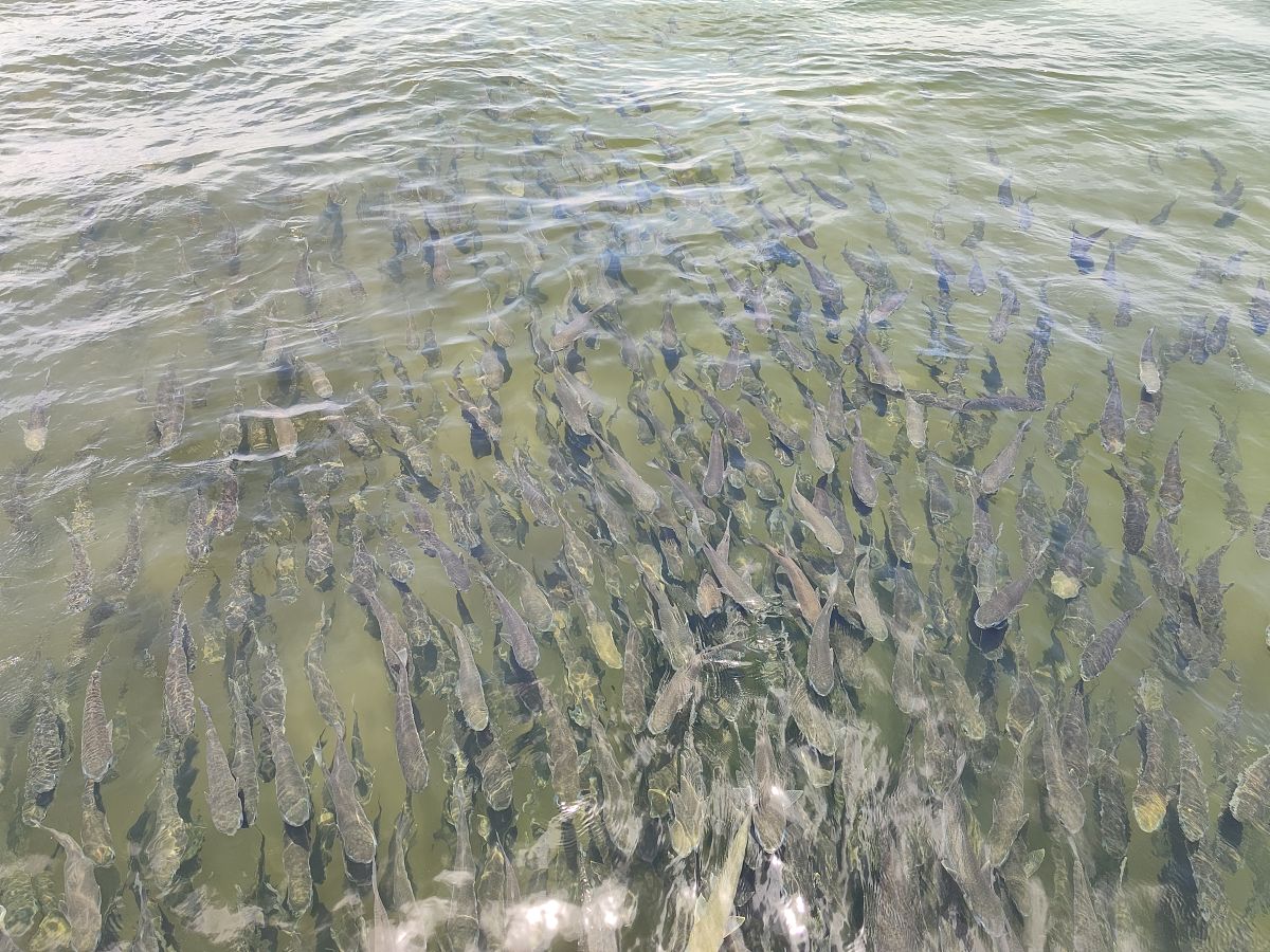 礼泉湖秋季鲈鱼钓点：浅水区和湖岸边