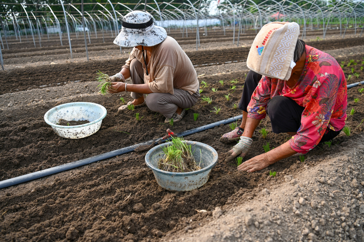 中药栽培：种植、培育和收获中药材的科学方法