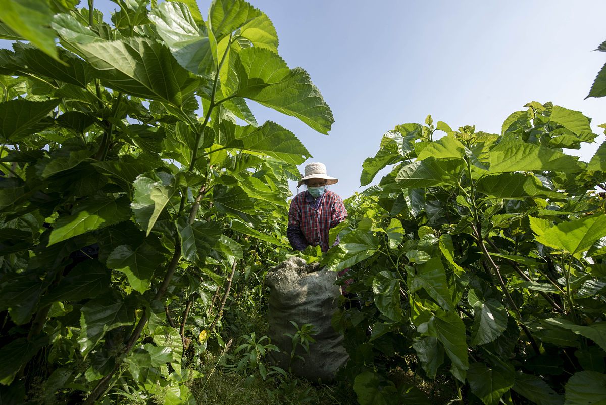 桑叶采摘最佳时间：清晨或傍晚