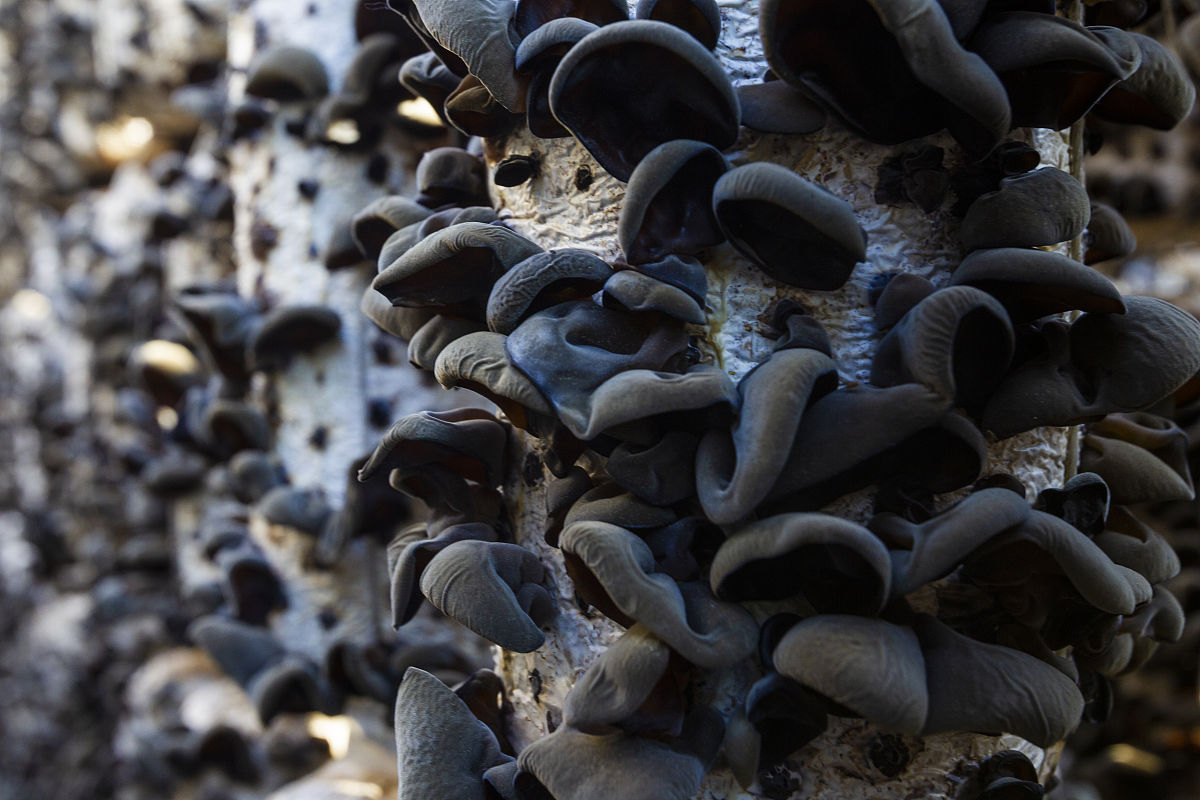 牡丹江地区拥有世界公认的北纬45度优势气候的土壤这里是全国自然条件十分优越的食用菌适生区。菌业公司所在的地理位置优越资源优势、地理优势、品牌优势明显。根据数据显示2021年我国黑木耳产量为7123万吨其中黑龙江省产量为31789万吨占全国总产量的4463。而牡丹江地区黑木耳产量一度占到全省的70。这足以说明牡丹江地区在食用菌产业中的重要地位。扩展开来多写一点