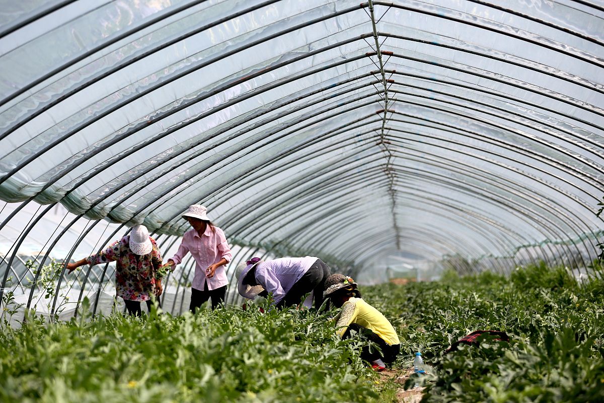 西瓜田误用二甲戊灵？紧急补救措施！