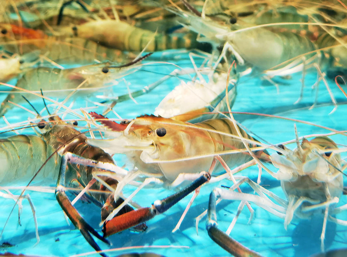 虾头变色并散发异味：原因及解决办法