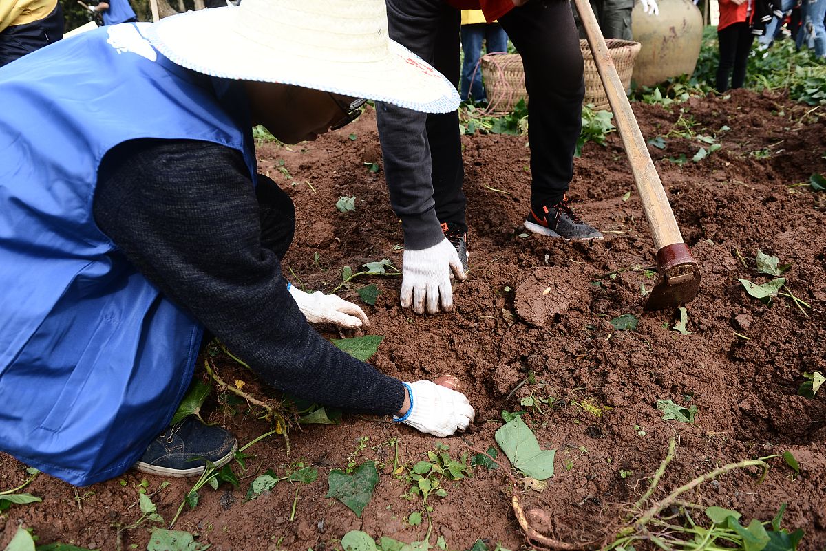 重庆电子工程职业学院单招是民办学校还是公办学校？