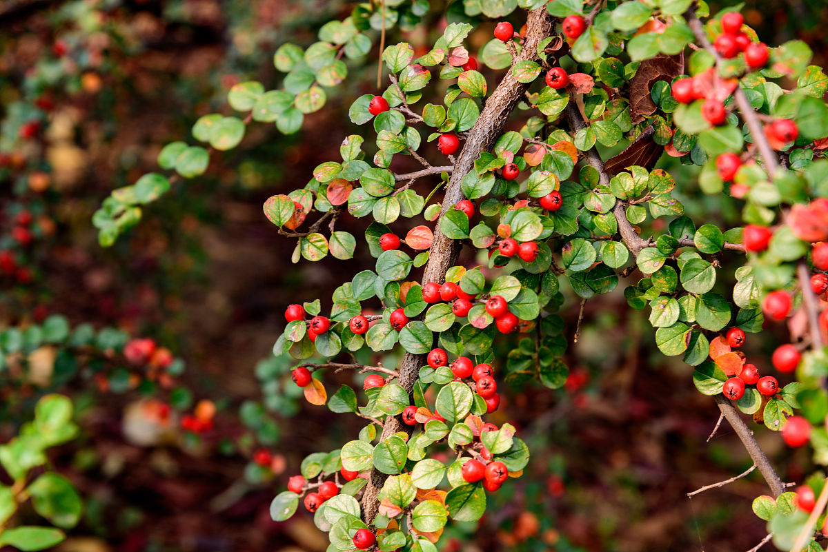 以学生的角度用文言文写一个晚自习请假理由请假理由想出去看看不超过50字