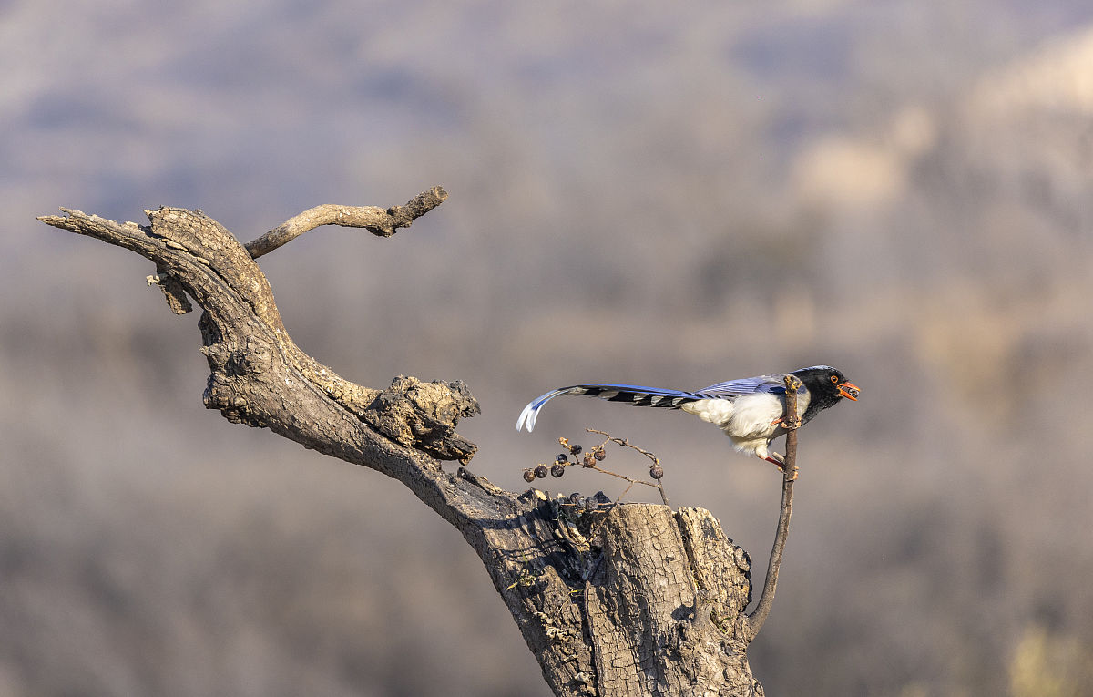 运城市盐湖区实验初级中学食堂供货项目进度计划建议