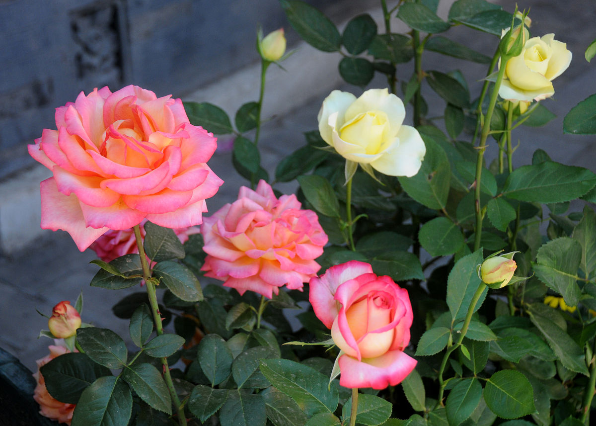 甜梦月季优缺点及四季管理指南 - 种植技巧全解析