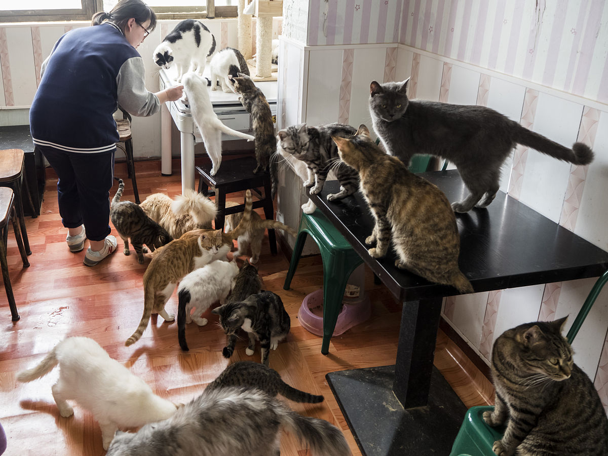 大学如何为流浪动物提供庇护所和医疗服务