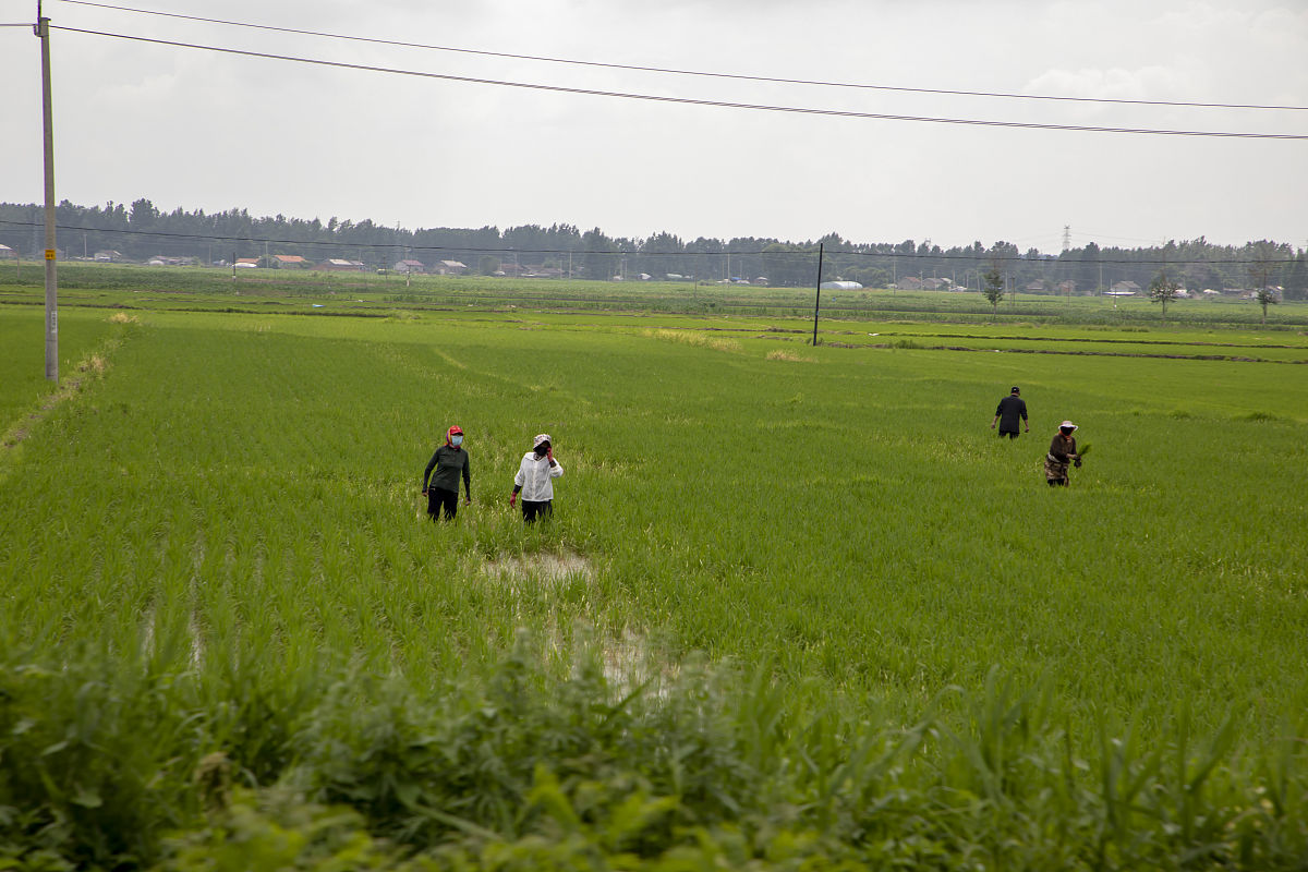 岚皋县水稻种植规模及病虫害防治现状调研