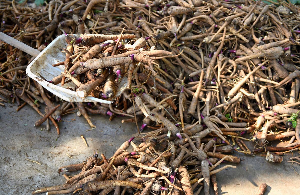 龙骨藤泡酒有什么功效，