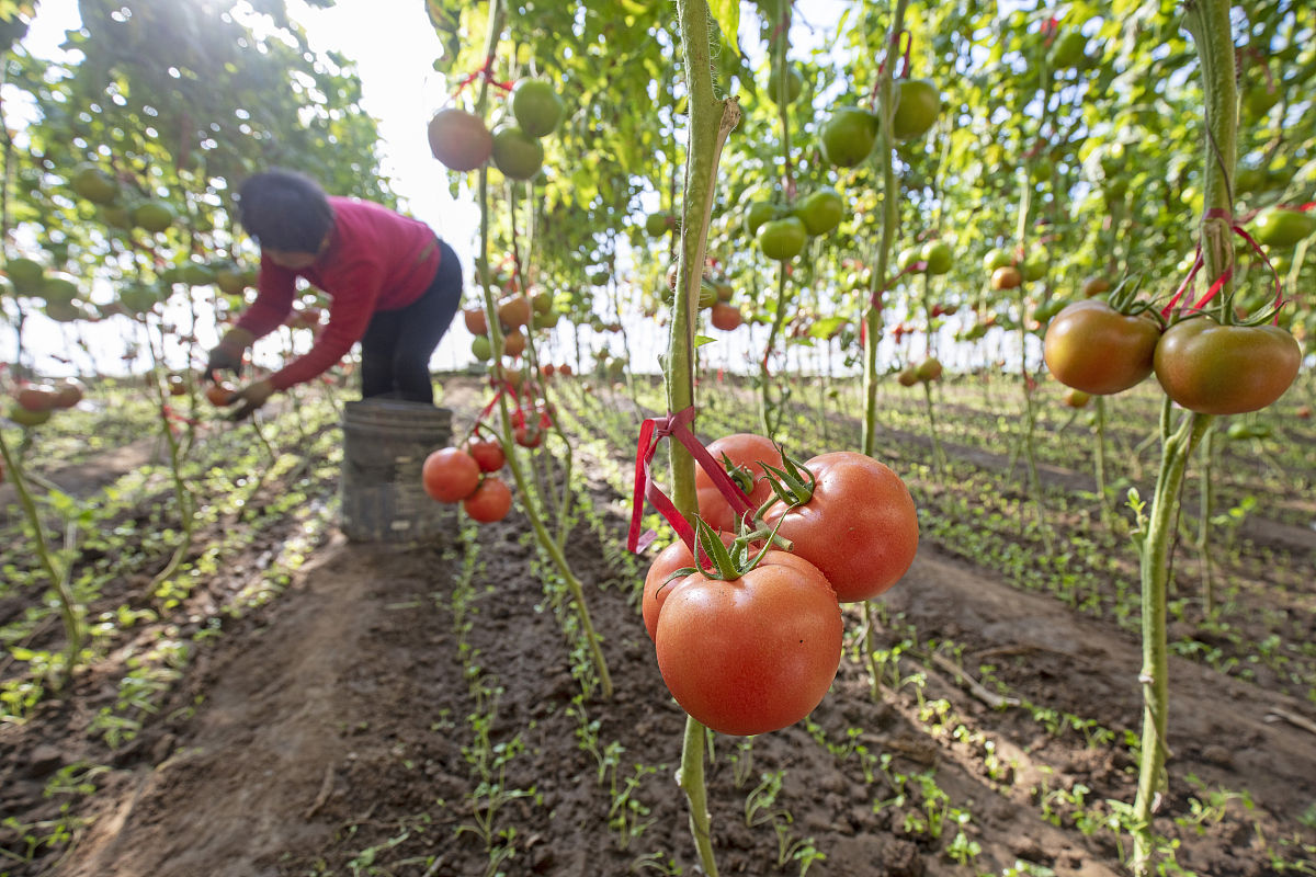 什么是果蔬的耐贮性？影响果蔬耐贮性的采摘前因素有哪些？