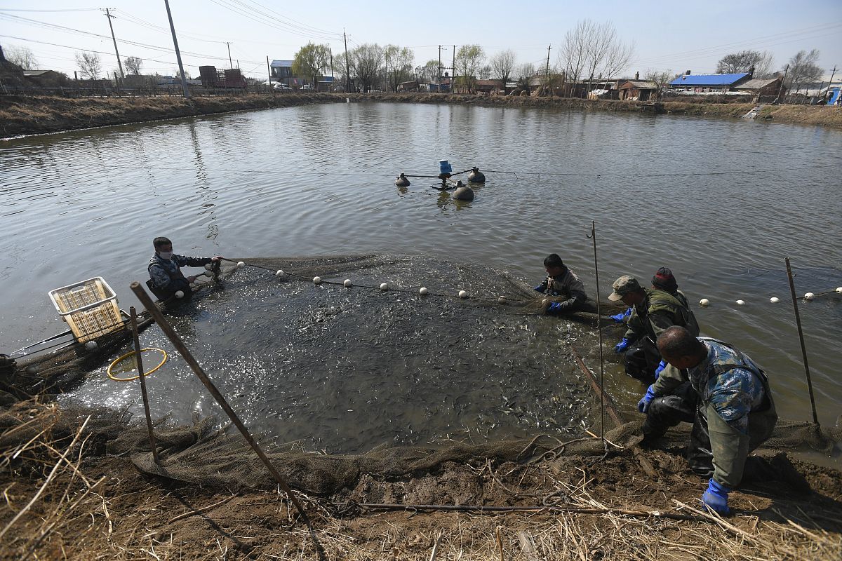 四平市林蛙养殖产业情况发展大约400字结合养殖数据