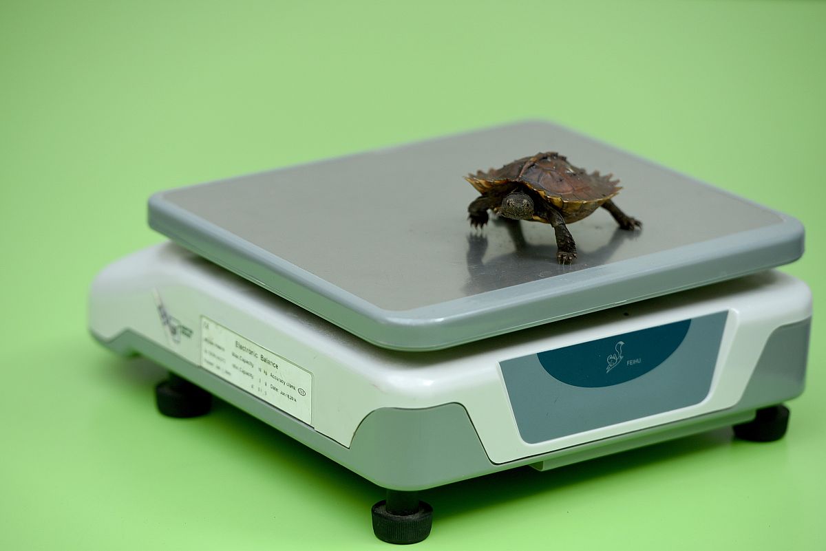 全社院固定资产管理系统：动态生成实际价值，提供详尽财务报表