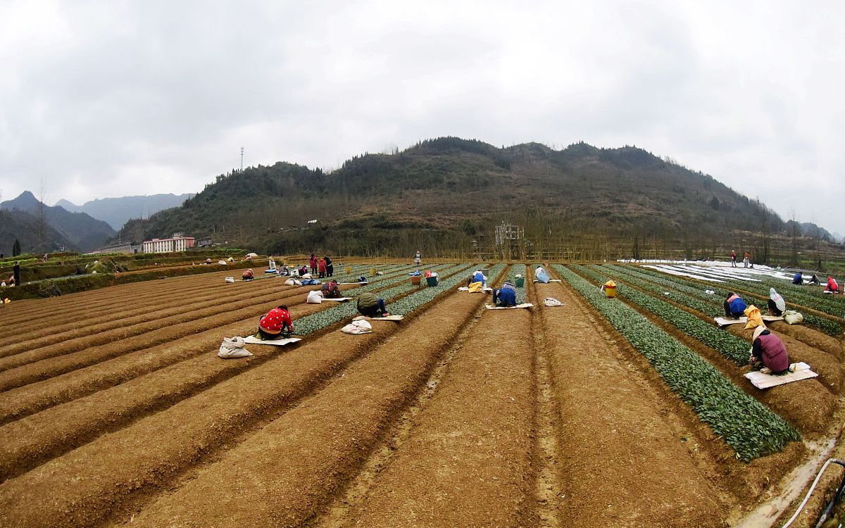 乡村振兴背景下武隆区农业人才建设研究